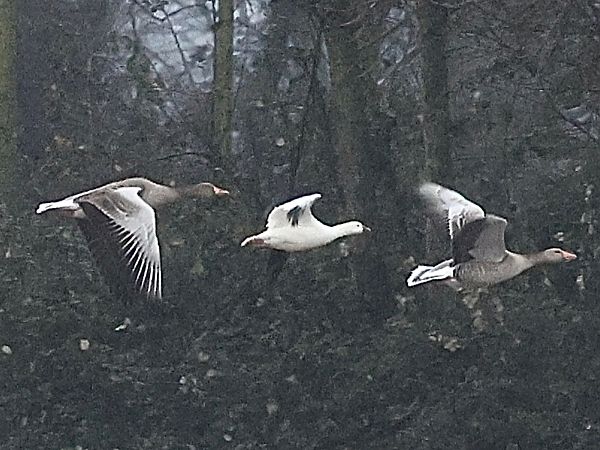 Oca di Ross  - Paolo Geromel