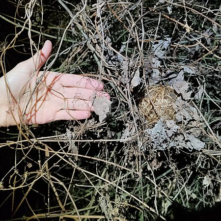 Moscardino  - Nicola Larroux