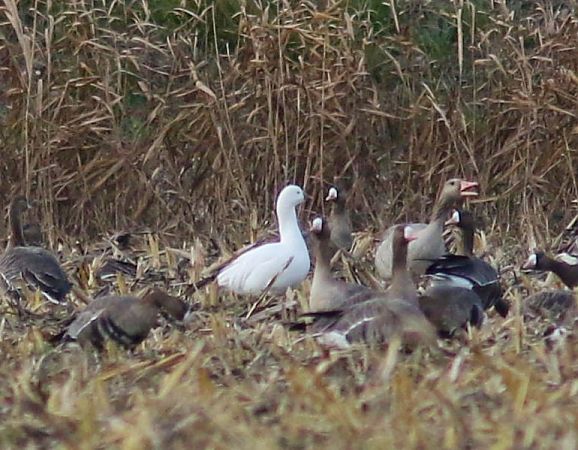 Oca di Ross  - Flavio Menegat