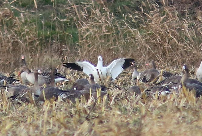 Oca di Ross  - Flavio Menegat