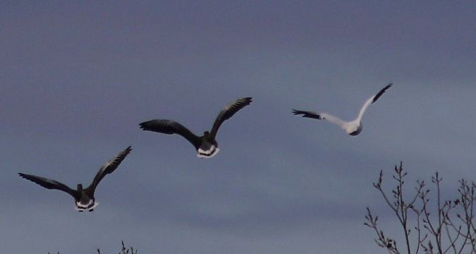 Oca di Ross  - Flavio Menegat