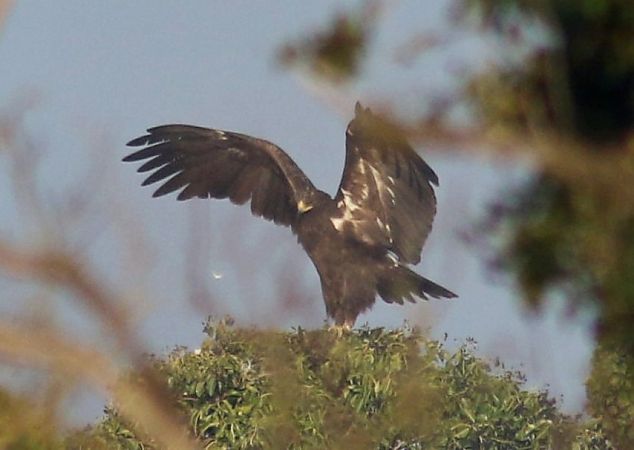 Aquila anatraia maggiore  - Flavio Menegat