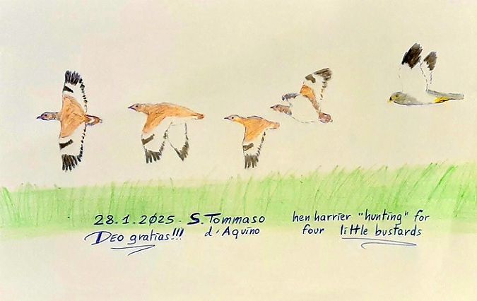 Albanella reale  - Michele Lamberti