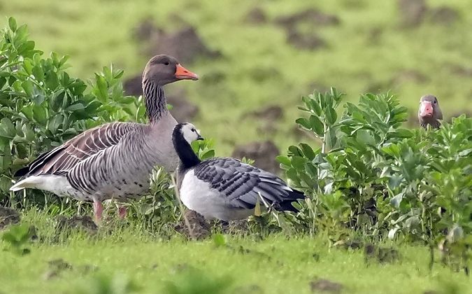 Weisswangengans  - Michele Lamberti