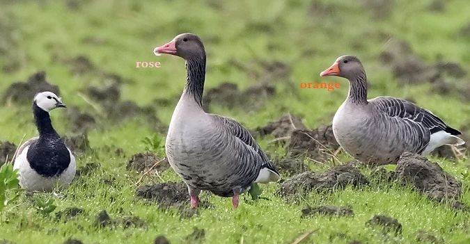 Oca facciabianca  - Michele Lamberti