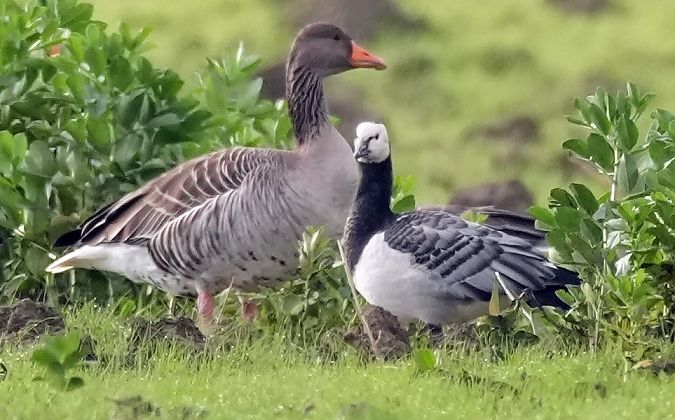 Oca facciabianca  - Michele Lamberti