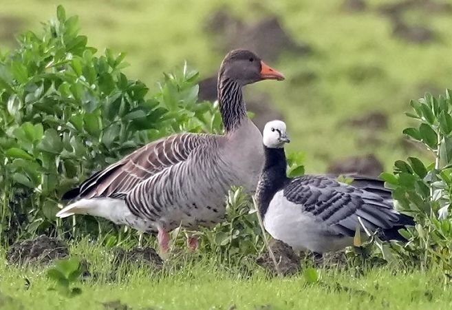 Oca facciabianca  - Michele Lamberti