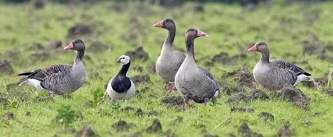 Oca facciabianca  - Michele Lamberti
