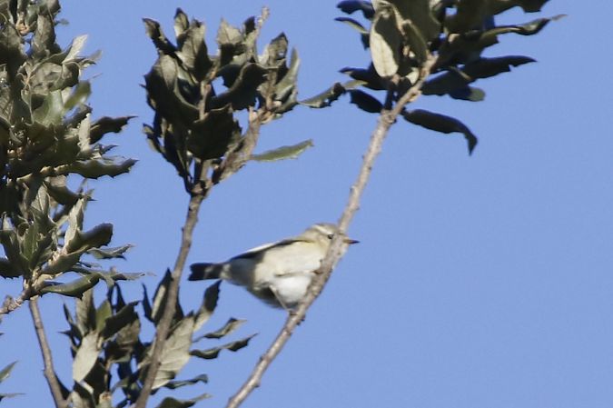 Luì di Hume  - Francesco Ornaghi