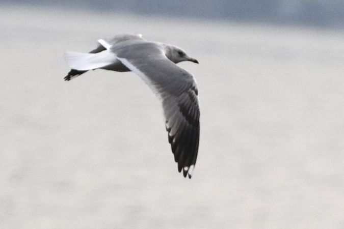 Gavina siberiana  - Francesco Ornaghi