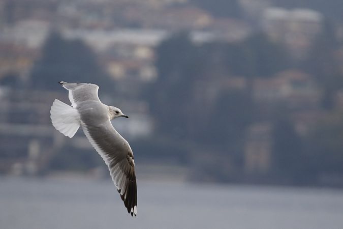 Gavina  - Francesco Ornaghi