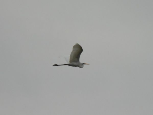 Airone bianco  - Zaffaroni Paolo