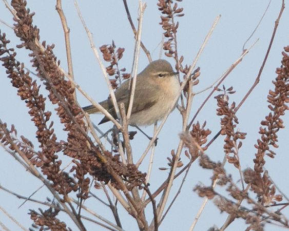 Luì siberiano  - Paolo Zucca