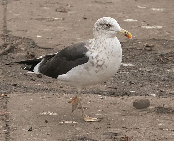 Zafferano  - Paolo Zucca