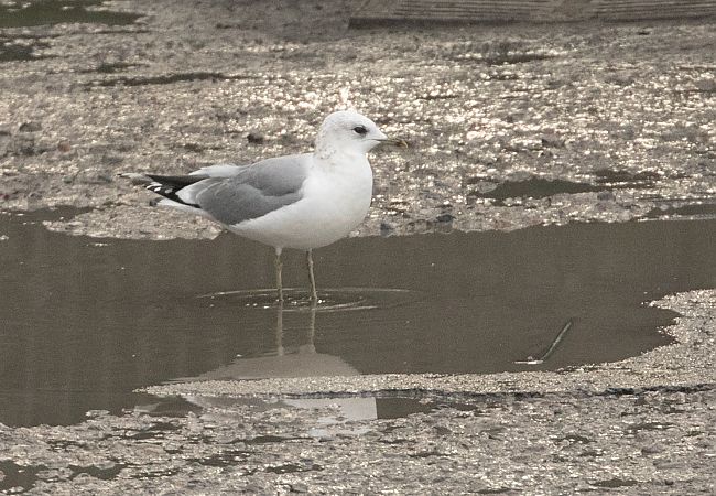 Gavina  - Paolo Zucca