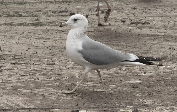 Sturmmöwe  - Paolo Zucca