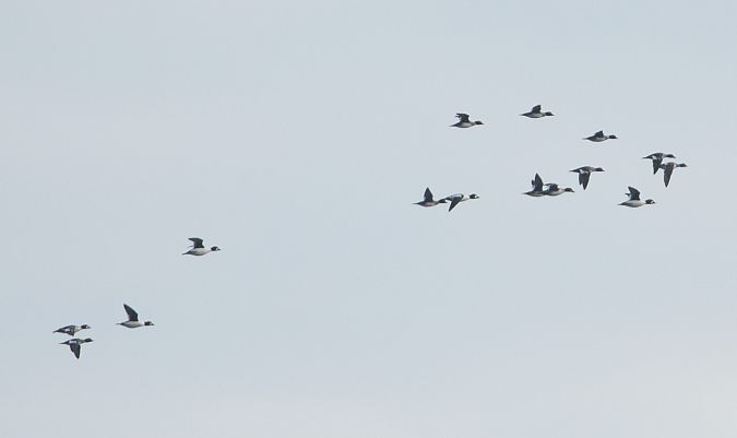 Quattrocchi  - Paolo Zucca