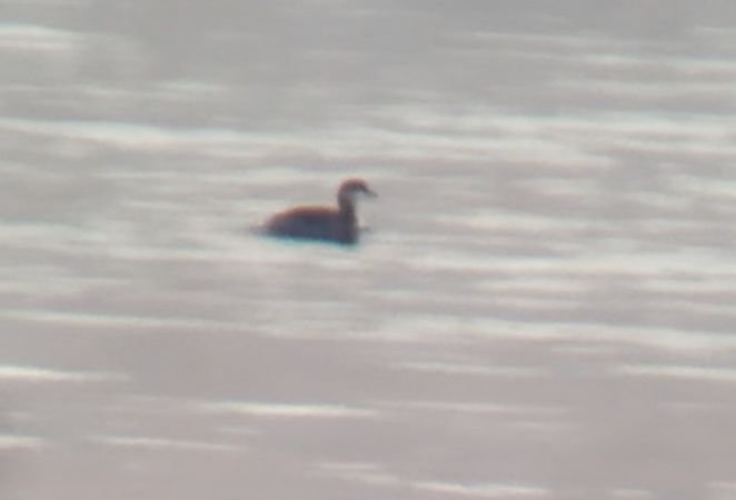 Svasso cornuto  - Paolo Zucca