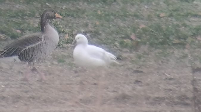 Oca di Ross  - Tasca Stefano