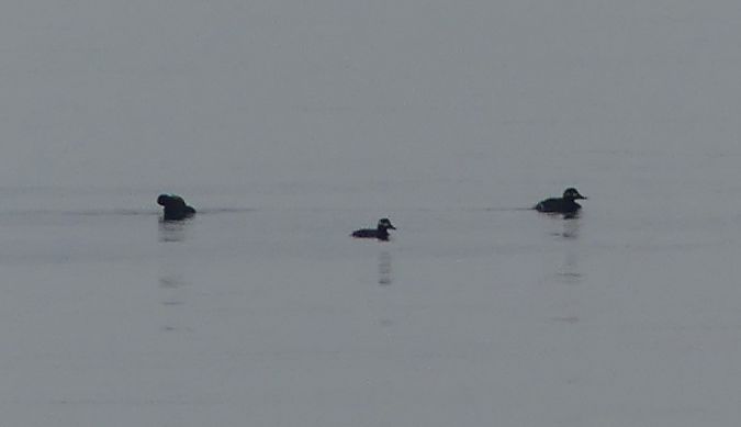 Orco marino  - Paolo Utmar (FVG)