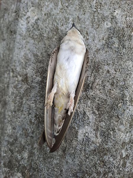 Balestruccio  - Anonimo