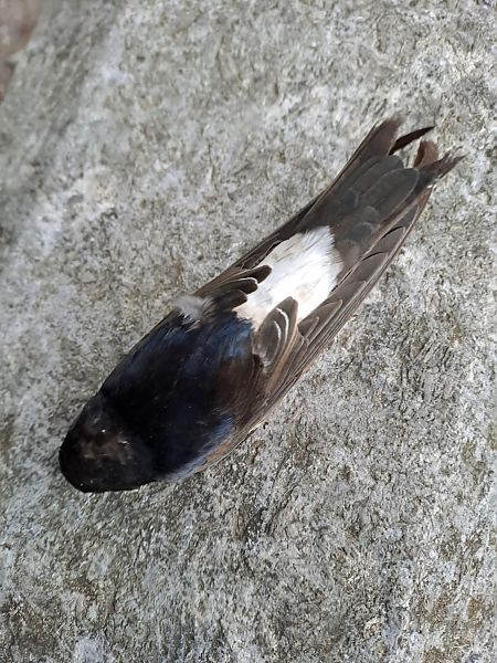 Balestruccio  - Anonimo