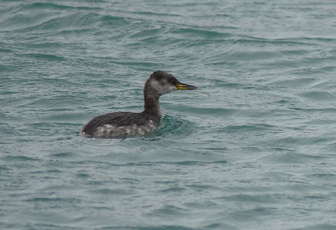 Svasso collorosso  - Paolo Utmar (FVG)