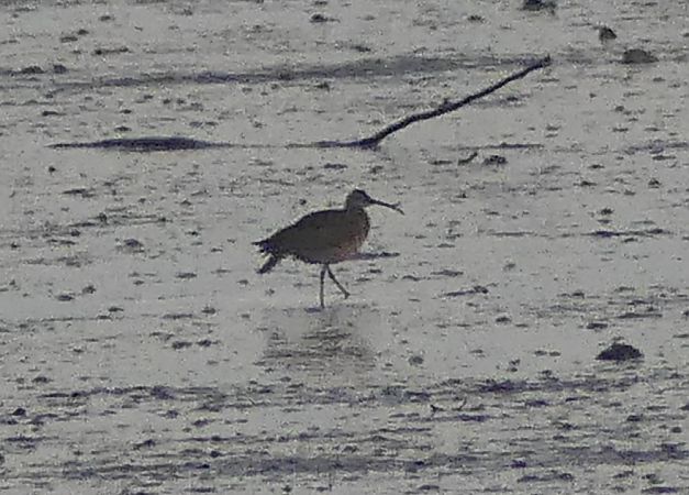 Chiurlo piccolo  - Paolo Utmar (FVG)