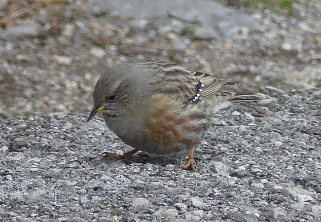 Sordone  - Paolo Utmar (FVG)