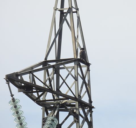 Falco pellegrino  - Maria Paola Girardo