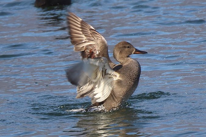 Canapiglia  - Filippo Ferraioli