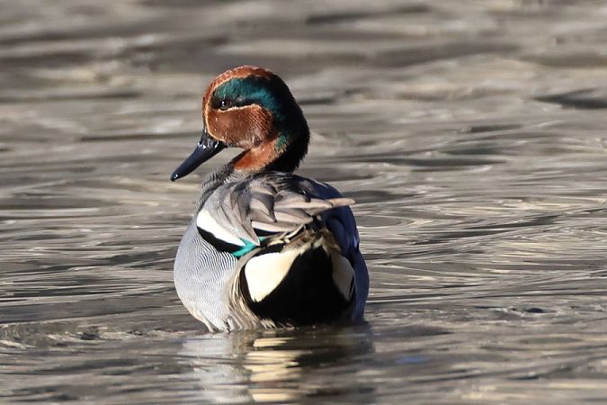 Alzavola  - Filippo Ferraioli