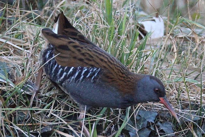 Porciglione  - Filippo Ferraioli