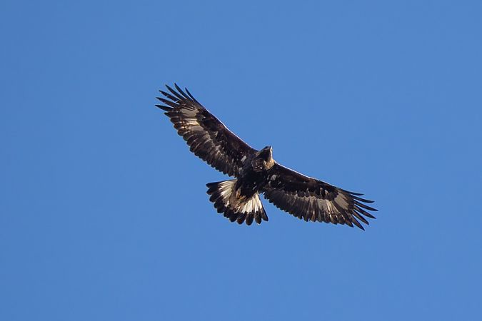 Aquila reale  - Filippo Ferraioli