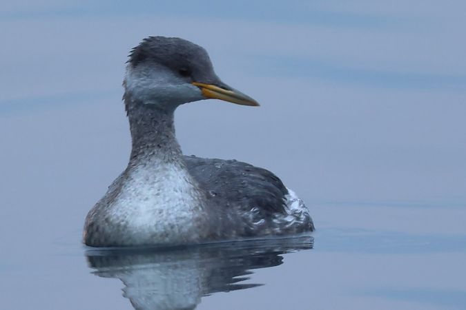 Svasso collorosso  - Filippo Ferraioli