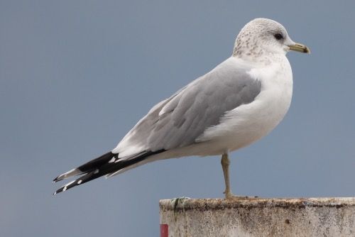 Gavina  - Filippo Ferraioli