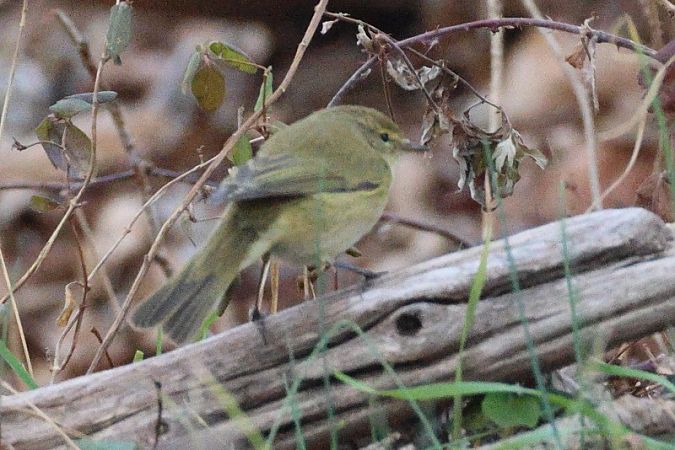 Luì piccolo  - Filippo Ferraioli