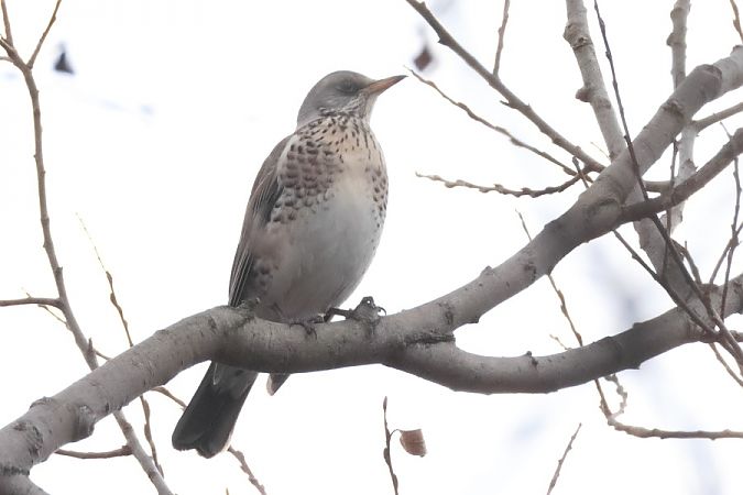 Cesena  - Filippo Ferraioli