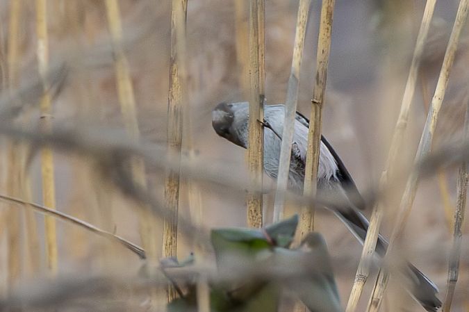 Codibugnolo  - Filippo Ferraioli