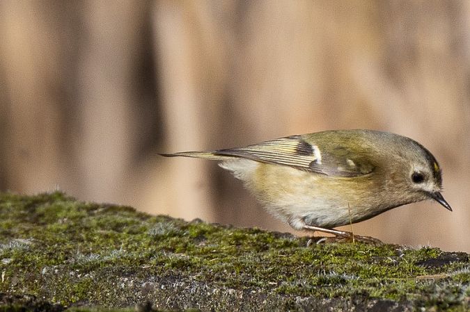 Regolo  - Filippo Ferraioli