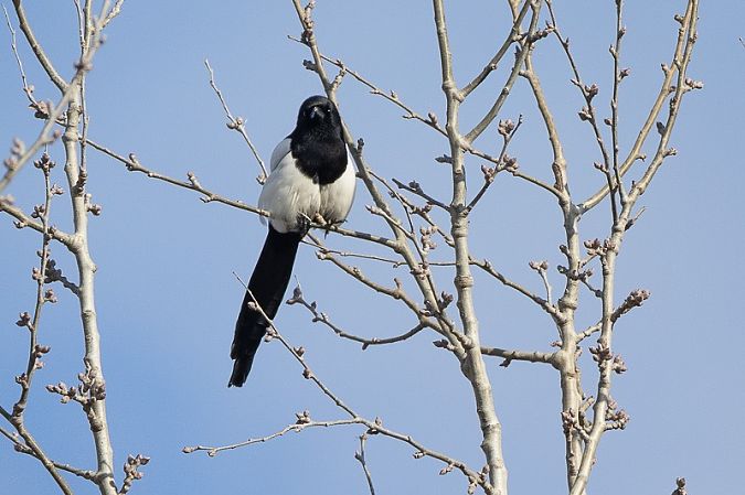 Gazza  - Filippo Ferraioli