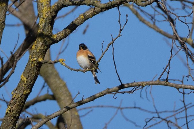 Peppola  - Filippo Ferraioli