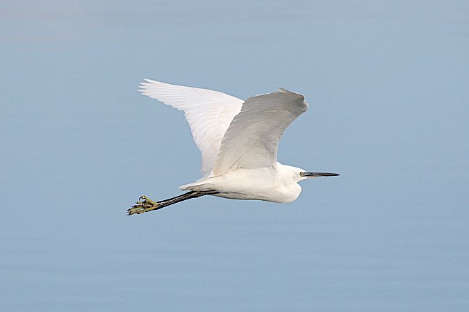 Garzetta  - Johannes und Gertraud Walli