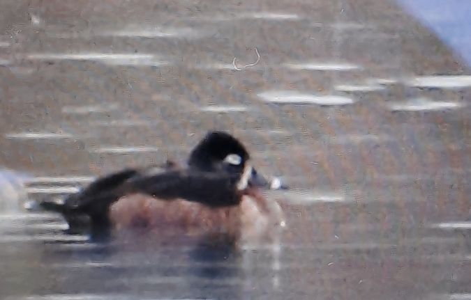 Moretta dal collare  - Lorenzo Dalla Libera