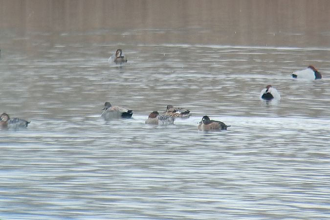Fuligule à bec cerclé  - Lorenzo Dalla Libera