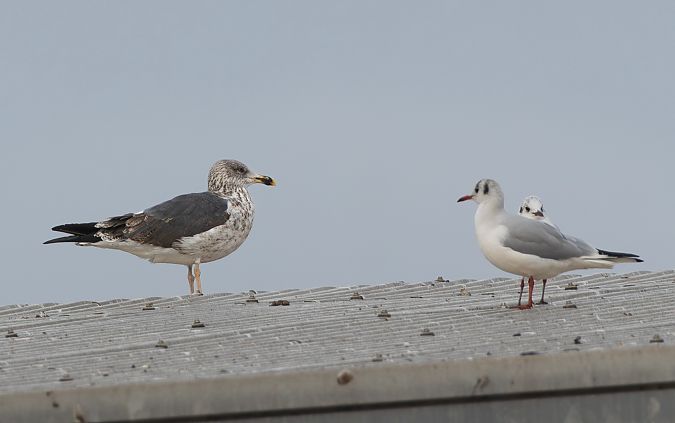 Zafferano  - Lorenzo Dalla Libera
