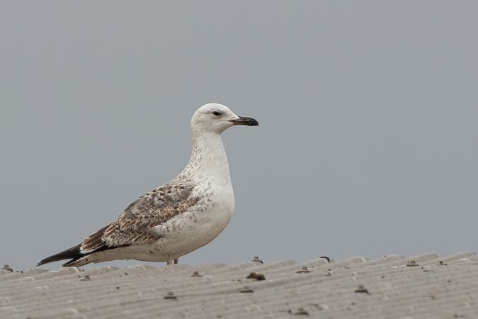 Gabbiano pontico  - Lorenzo Dalla Libera