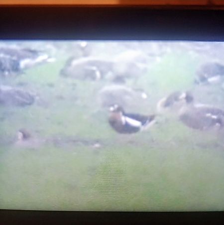 Oca collorosso  - Mauro Fenati