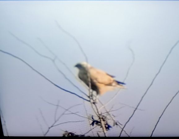 Adlerbussard  - Mauro Fenati