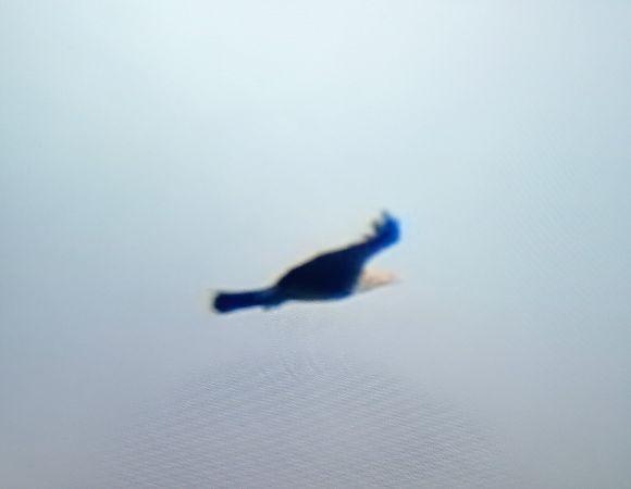 Aquila imperiale  - Mauro Fenati